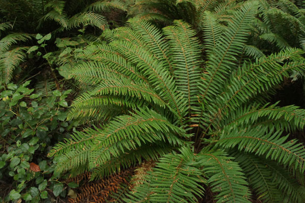 Sword Fern